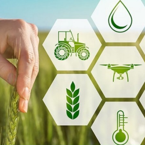 SẢN XUẤT NÔNG NGHIỆP VÀ NÔNG NGHIỆP KỸ THUẬT CAO